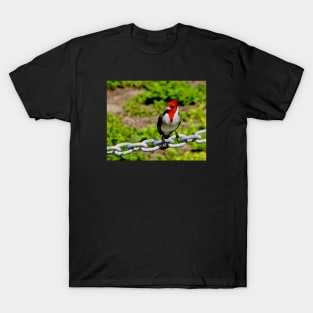 Colorful Brazilian Cardinal Bird T-Shirt